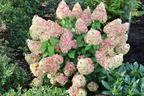 Rispenhortensie 'Magical Mont Blanc' ® - Hydrangea paniculata 'Magical Mont Blanc' ®