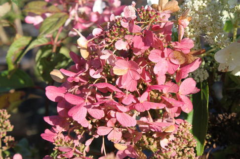 Rispenhortensie 'Mega Mindy' ® / 'Ilvomindy' - Hydrangea paniculata 'Mega Mindy' / 'Ilvomindy'