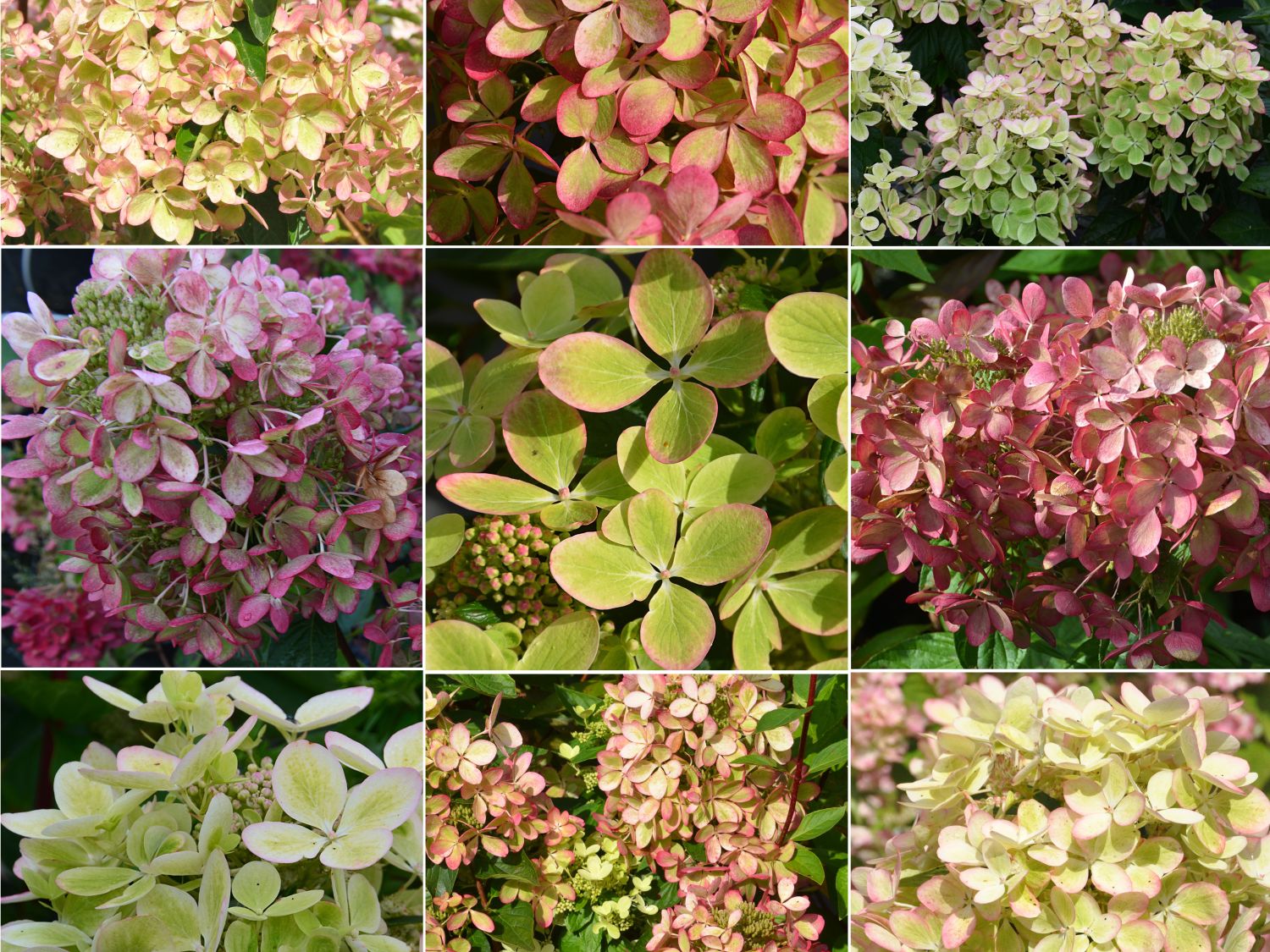 Rispenhortensie  'Pastelgreen' - Hydrangea paniculata 'Pastelgreen'