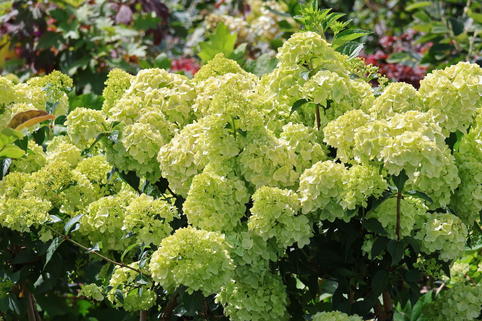 Rispenhortensie PETITE ® 'Cherry' - Hydrangea paniculata PETITE ® 'Cherry'
