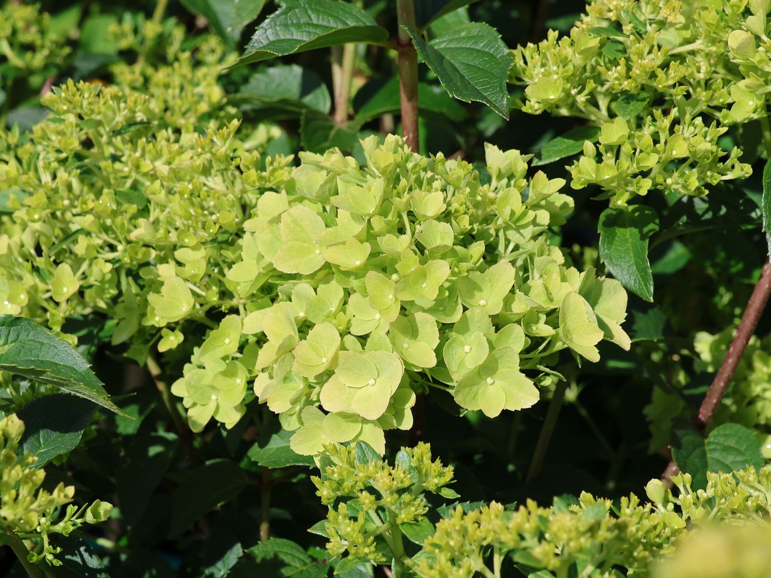 Rispenhortensie PETITE ® 'Cherry' - Hydrangea paniculata PETITE ® 'Cherry'