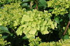 Rispenhortensie PETITE ® 'Cherry' - Hydrangea paniculata PETITE ® 'Cherry'