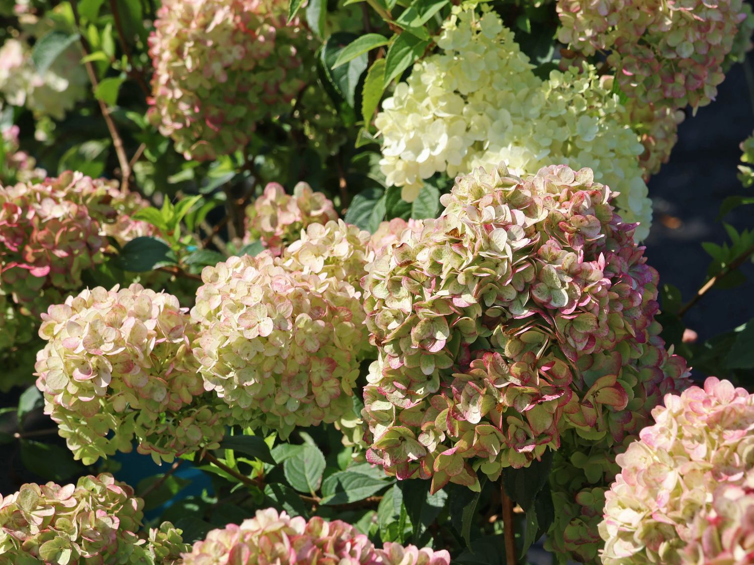 Rispenhortensie PETITE ® 'Cherry' - Hydrangea paniculata PETITE ® 'Cherry'