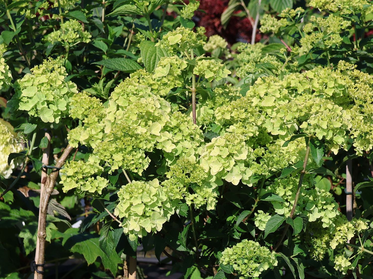 Rispenhortensie PETITE ® 'Cherry' - Hydrangea paniculata PETITE ® 'Cherry'