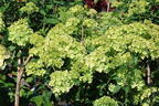 Rispenhortensie PETITE ® 'Cherry' - Hydrangea paniculata PETITE ® 'Cherry'