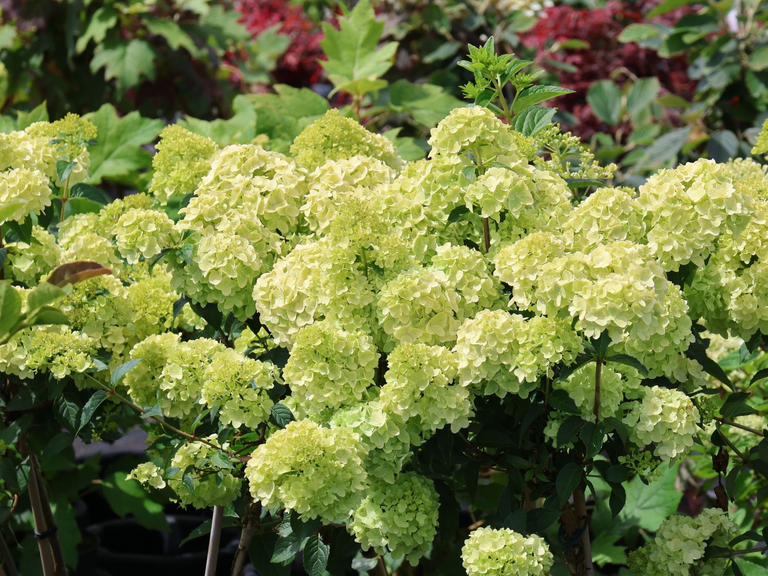 Rispenhortensie PETITE ® 'Cherry' - Hydrangea paniculata PETITE ® 'Cherry'
