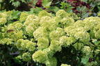 Rispenhortensie PETITE ® 'Cherry' - Hydrangea paniculata PETITE ® 'Cherry'
