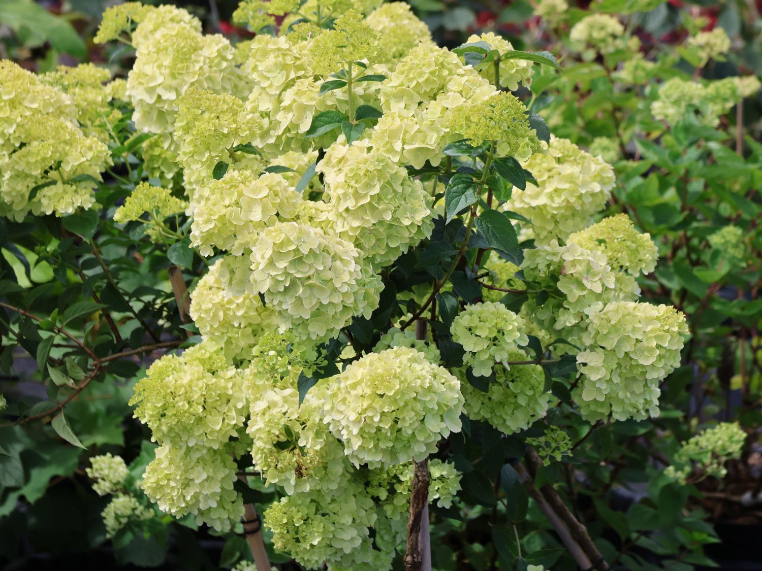 Rispenhortensie PETITE ® 'Cherry' - Hydrangea paniculata PETITE ® 'Cherry'
