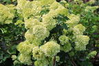 Rispenhortensie PETITE ® 'Cherry' - Hydrangea paniculata PETITE ® 'Cherry'