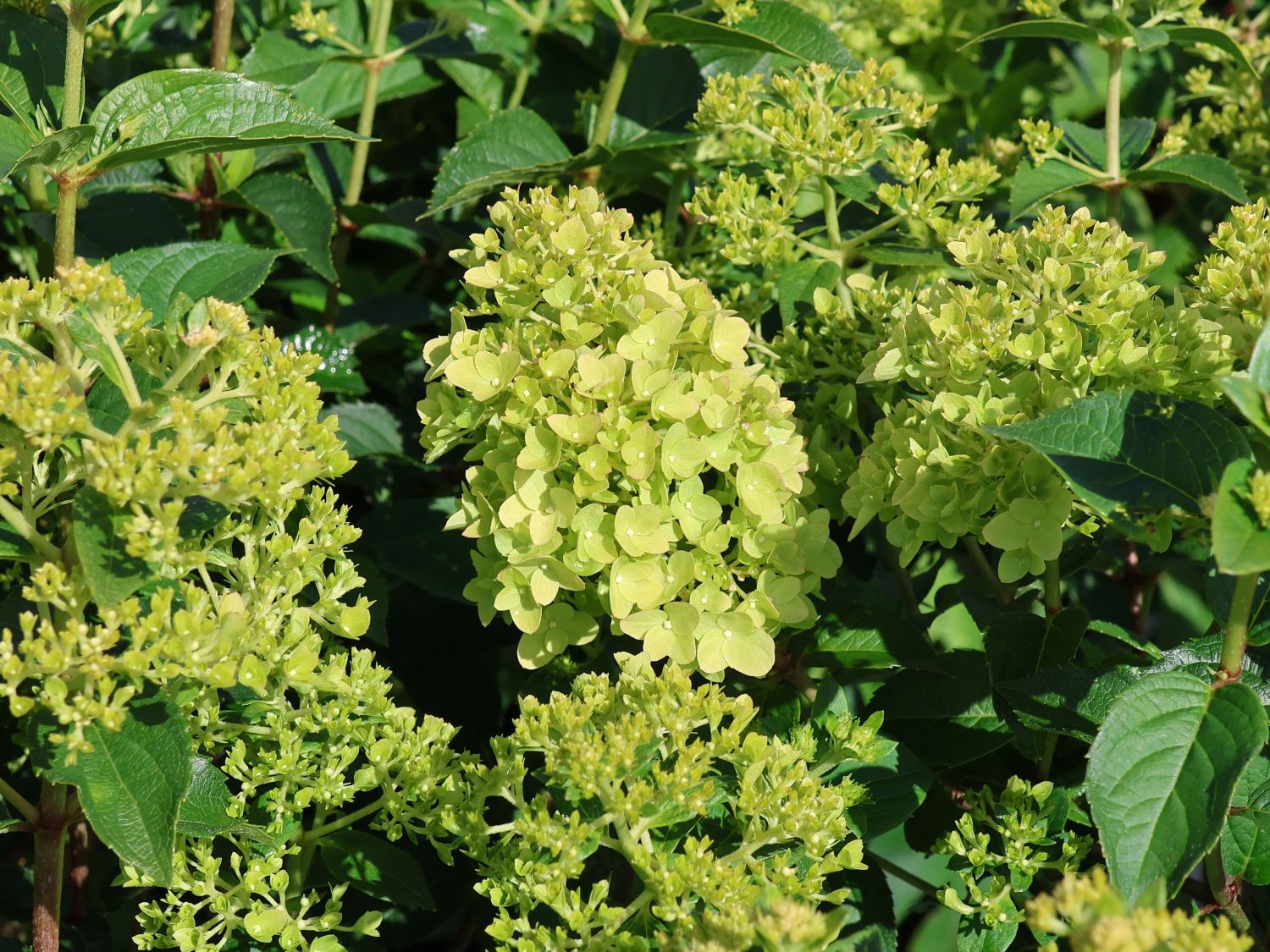 Rispenhortensie PETITE ® 'Cherry' - Hydrangea paniculata PETITE ® 'Cherry'