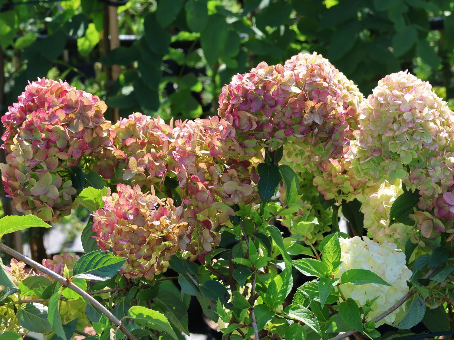 Rispenhortensie PETITE ® 'Cherry' - Hydrangea paniculata PETITE ® 'Cherry'