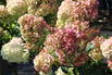 Rispenhortensie PETITE ® 'Cherry' - Hydrangea paniculata PETITE ® 'Cherry'