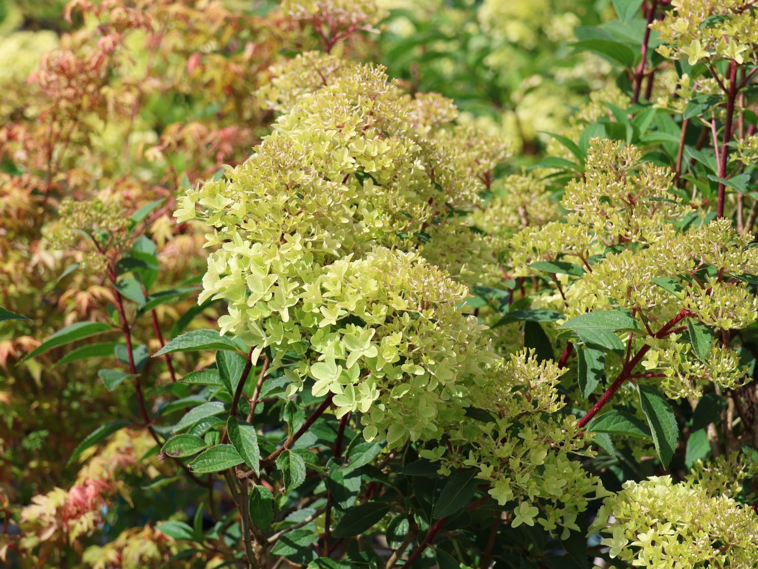 Rispenhortensie PETITE ® 'Flori' - Hydrangea paniculata PETITE ® 'Flori'