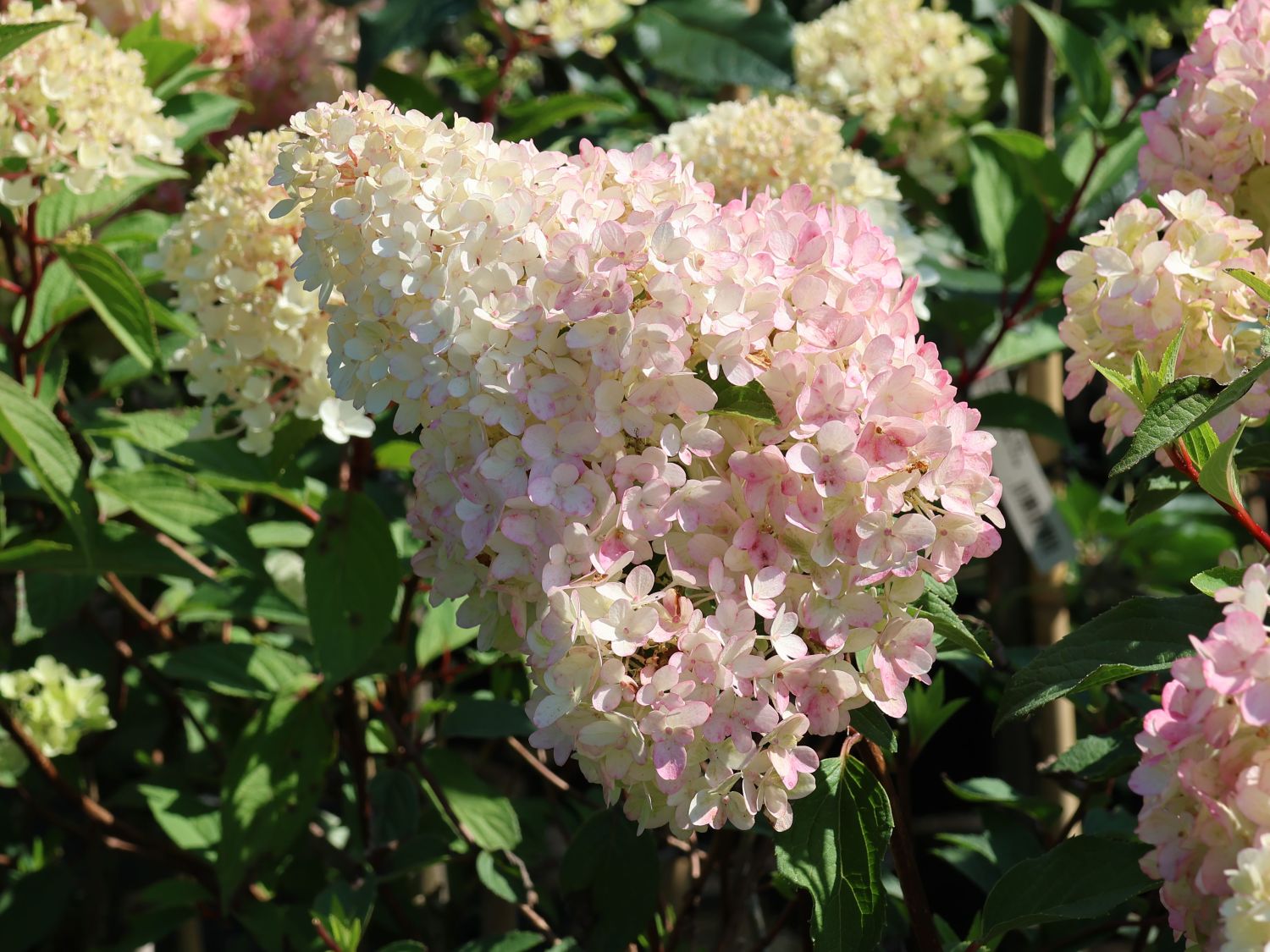 Rispenhortensie PETITE ® 'Flori' - Hydrangea paniculata PETITE ® 'Flori'