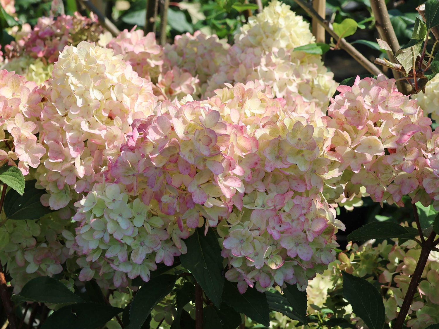Rispenhortensie PETITE ® 'Flori' - Hydrangea paniculata PETITE ® 'Flori'