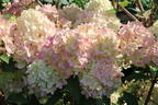 Rispenhortensie PETITE ® 'Flori' - Hydrangea paniculata PETITE ® 'Flori'