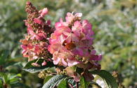 Rispenhortensie 'Pink Diamond'