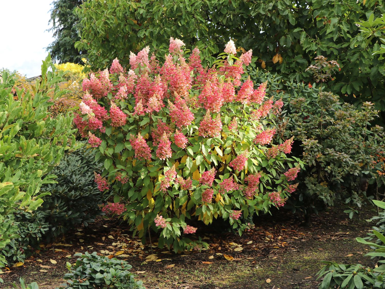 Hydrangea Paniculata ‚Pinky Winky‘, Rispen-Hortensie – ZJDGHM