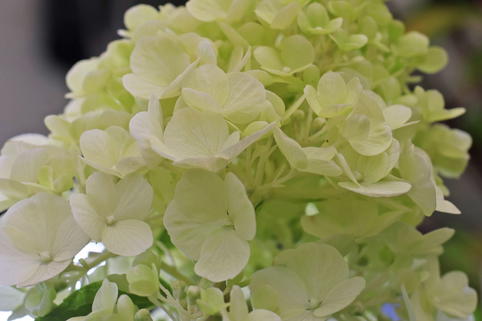 Rispenhortensie 'Polar Bear' - Hydrangea paniculata 'Polar Bear'