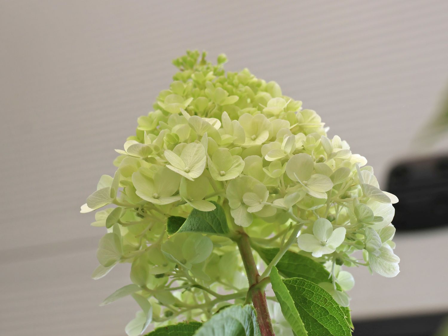 Rispenhortensie 'Polar Bear' - Hydrangea paniculata 'Polar Bear'