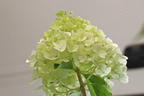 Rispenhortensie 'Polar Bear' - Hydrangea paniculata 'Polar Bear'