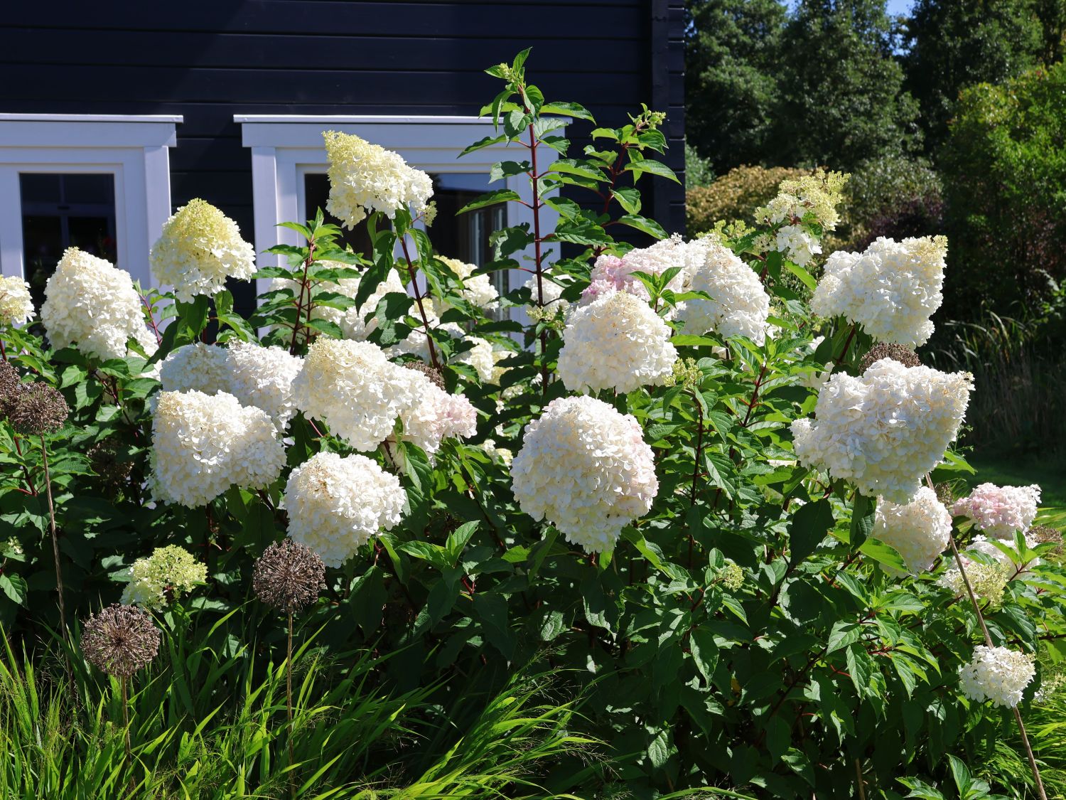 Rispenhortensie 'Polar Bear' - Hydrangea paniculata 'Polar Bear'