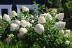 Rispenhortensie 'Polar Bear' - Hydrangea paniculata 'Polar Bear'