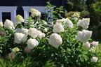 Rispenhortensie 'Polar Bear' - Hydrangea paniculata 'Polar Bear'
