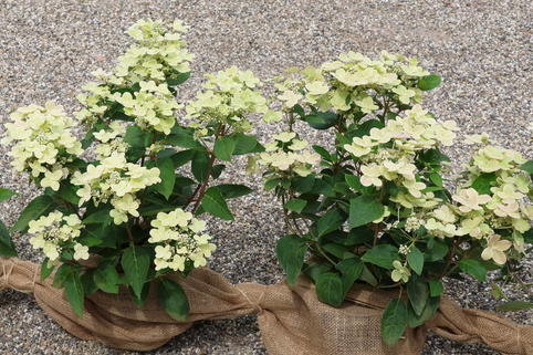 Rispenhortensie 'Polestar' ® - Hydrangea paniculata 'Polestar' ®