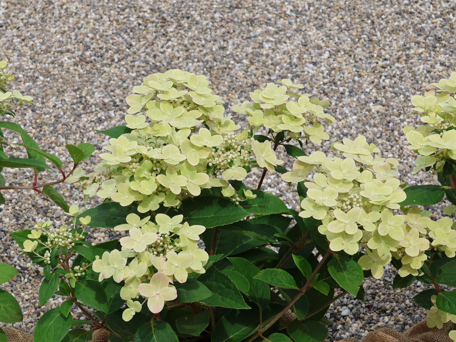 Rispenhortensie 'Polestar' ® - Hydrangea paniculata 'Polestar' ®