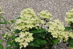 Rispenhortensie 'Polestar' ® - Hydrangea paniculata 'Polestar' ®