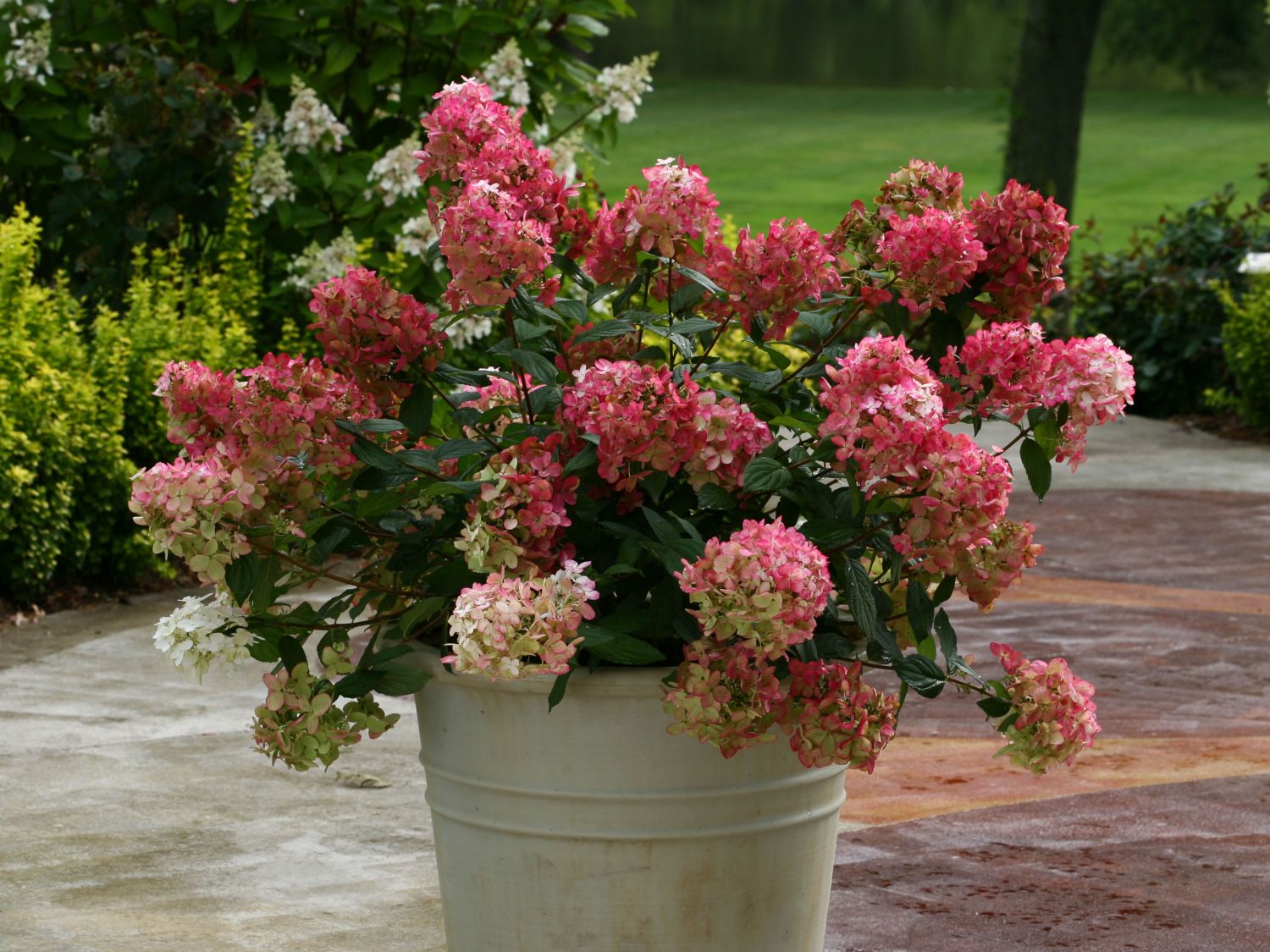 Rispenhortensie PROVEN WINNERS ® 'Fire Light' - Hydrangea paniculata PROVEN WINNERS ® 'Fire Light'