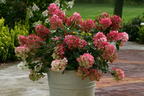 Rispenhortensie PROVEN WINNERS ® 'Fire Light' - Hydrangea paniculata PROVEN WINNERS ® 'Fire Light'