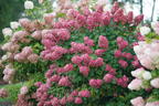 Rispenhortensie PROVEN WINNERS ® 'Fire Light' - Hydrangea paniculata PROVEN WINNERS ® 'Fire Light'