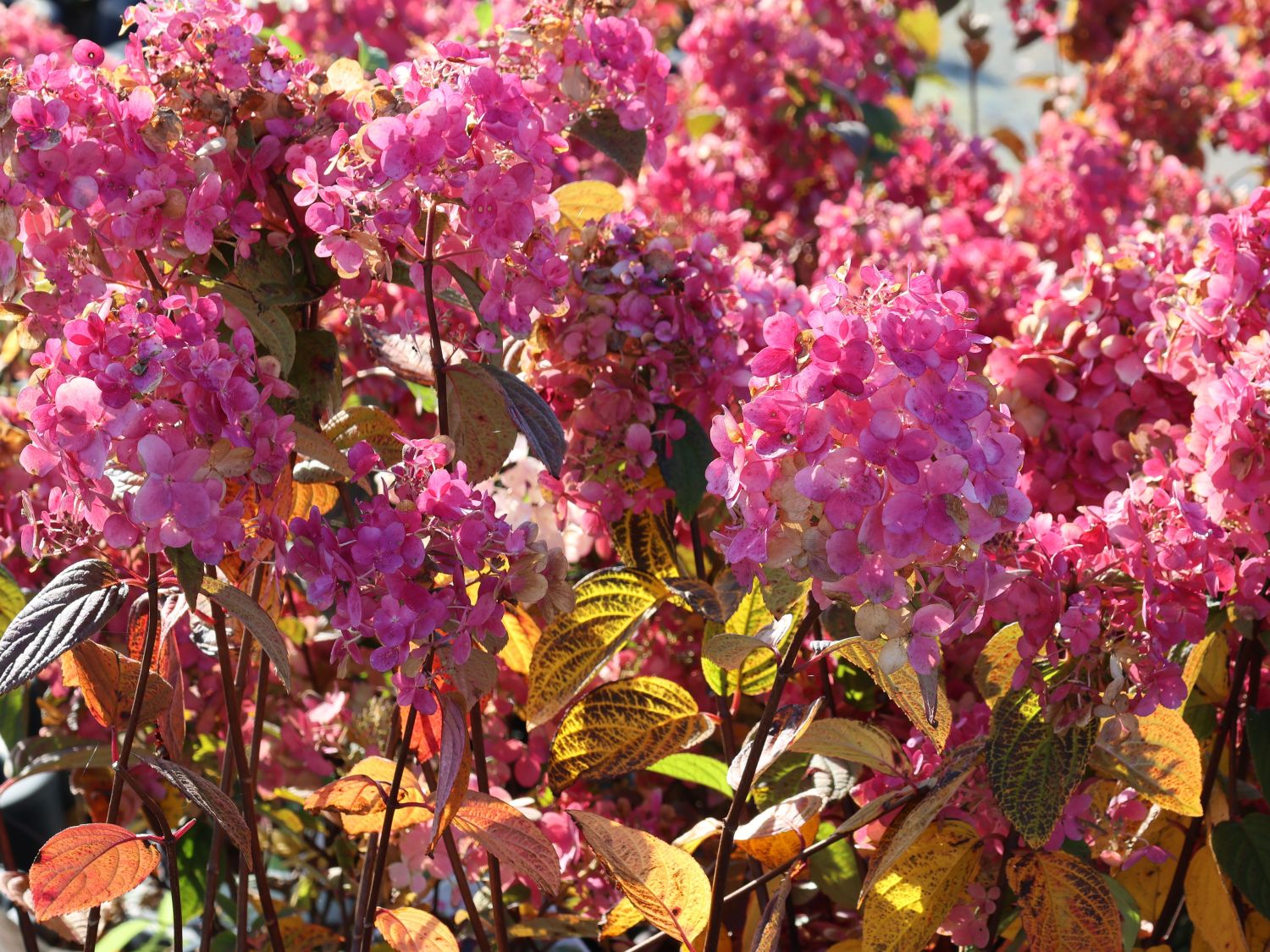 Rispenhortensie PROVEN WINNERS ® 'Fire Light' - Hydrangea paniculata PROVEN WINNERS ® 'Fire Light'