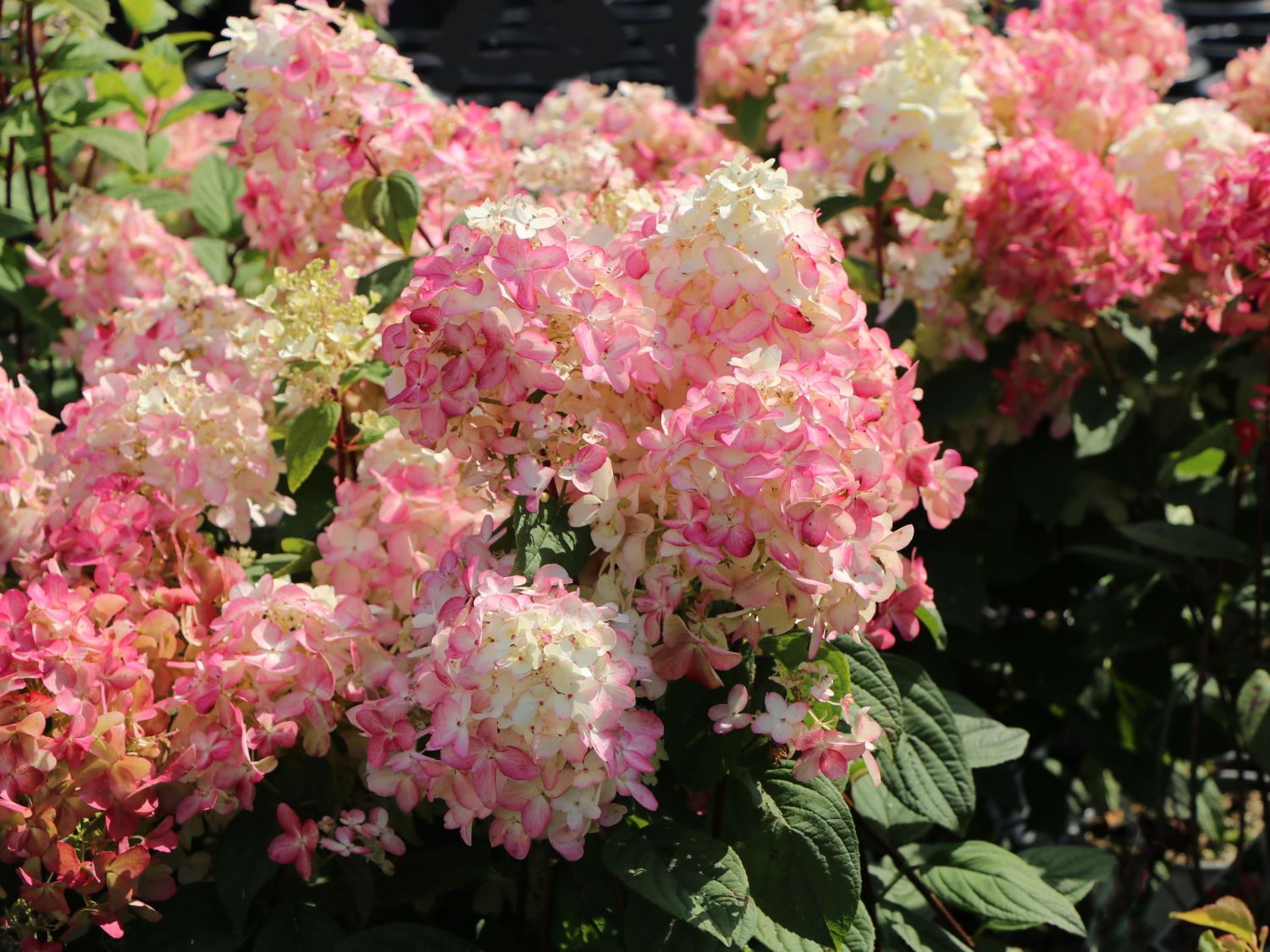 Rispenhortensie PROVEN WINNERS ® 'Fire Light' - Hydrangea paniculata PROVEN WINNERS ® 'Fire Light'