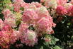 Rispenhortensie PROVEN WINNERS ® 'Fire Light' - Hydrangea paniculata PROVEN WINNERS ® 'Fire Light'
