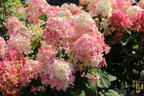 Rispenhortensie PROVEN WINNERS ® 'Fire Light' - Hydrangea paniculata PROVEN WINNERS ® 'Fire Light'