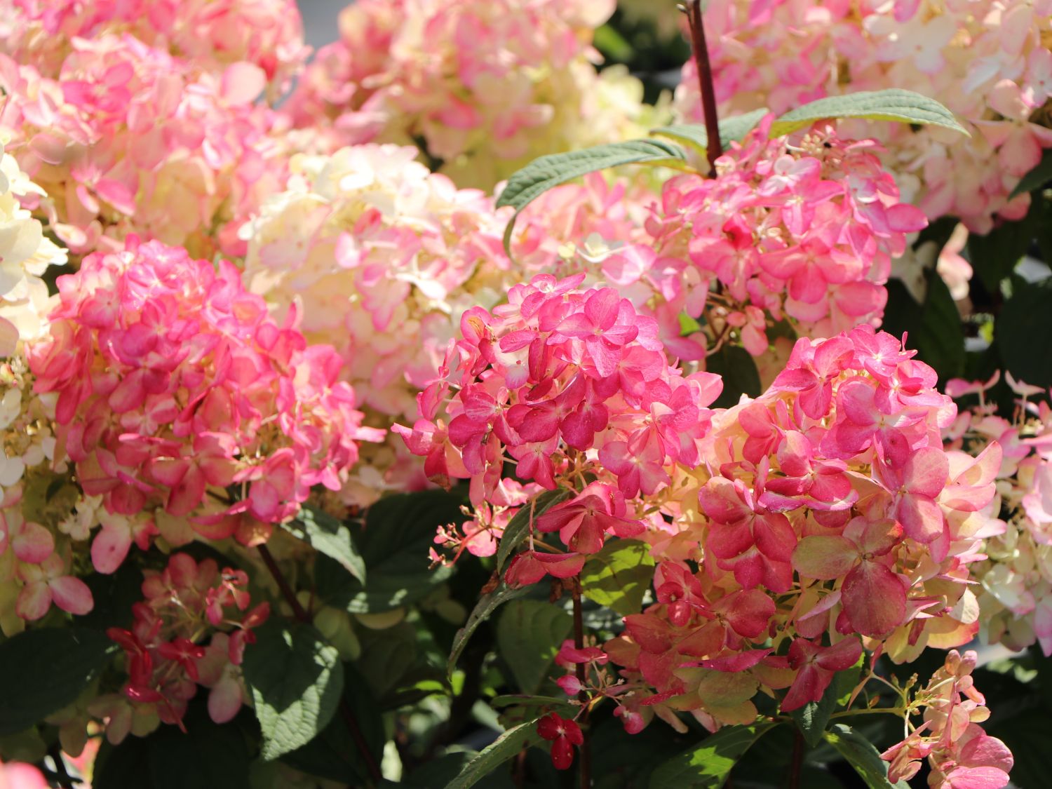 Rispenhortensie PROVEN WINNERS ® 'Fire Light' - Hydrangea paniculata PROVEN WINNERS ® 'Fire Light'
