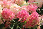 Rispenhortensie PROVEN WINNERS ® 'Fire Light' - Hydrangea paniculata PROVEN WINNERS ® 'Fire Light'