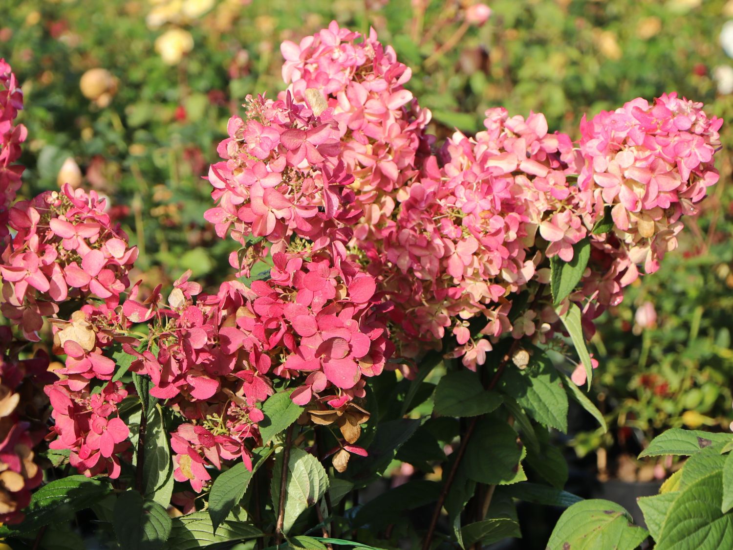 Rispenhortensie PROVEN WINNERS ® 'Fire Light' - Hydrangea paniculata PROVEN WINNERS ® 'Fire Light'