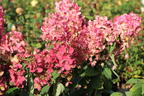 Rispenhortensie PROVEN WINNERS ® 'Fire Light' - Hydrangea paniculata PROVEN WINNERS ® 'Fire Light'