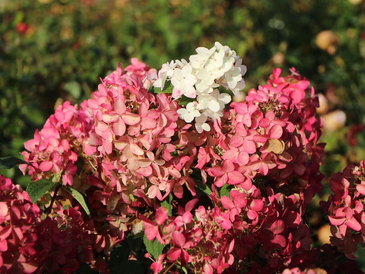 Rispenhortensie PROVEN WINNERS ® 'Fire Light' - Hydrangea paniculata PROVEN WINNERS ® 'Fire Light'