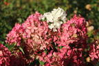 Rispenhortensie PROVEN WINNERS ® 'Fire Light' - Hydrangea paniculata PROVEN WINNERS ® 'Fire Light'