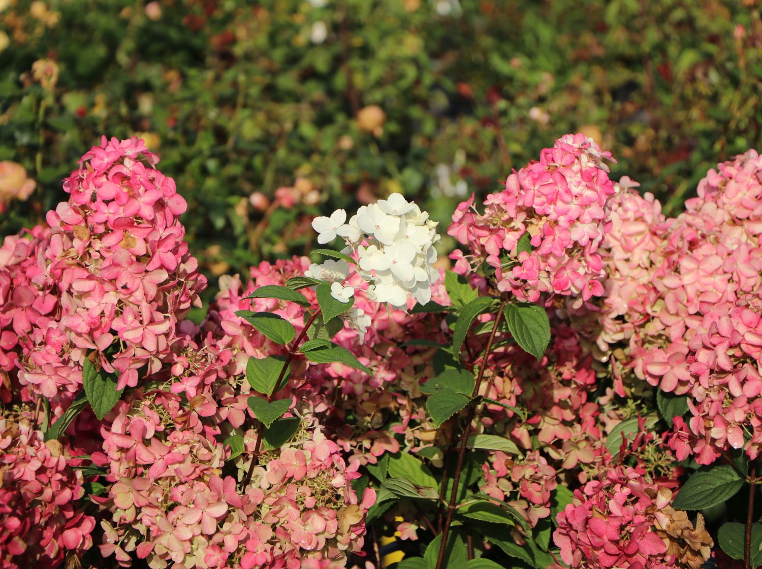 Rispenhortensie PROVEN WINNERS ® 'Fire Light' - Hydrangea paniculata PROVEN WINNERS ® 'Fire Light'
