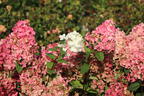 Rispenhortensie PROVEN WINNERS ® 'Fire Light' - Hydrangea paniculata PROVEN WINNERS ® 'Fire Light'