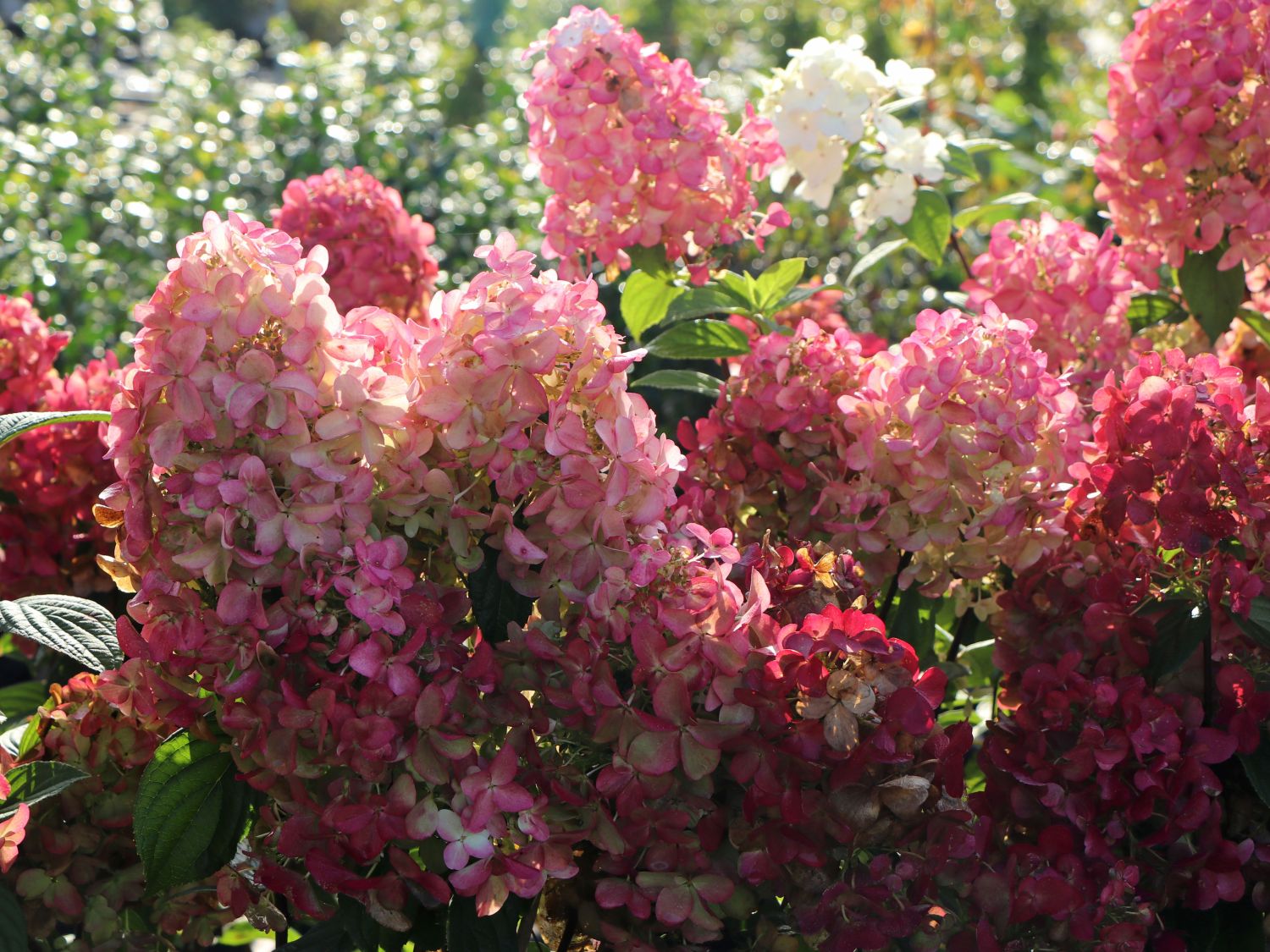 Rispenhortensie PROVEN WINNERS ® 'Fire Light' - Hydrangea paniculata PROVEN WINNERS ® 'Fire Light'