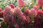Rispenhortensie PROVEN WINNERS ® 'Fire Light' - Hydrangea paniculata PROVEN WINNERS ® 'Fire Light'