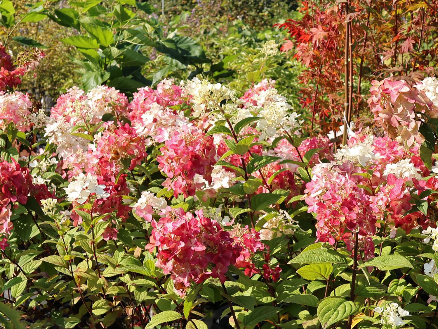 Rispenhortensie PROVEN WINNERS ® 'Fire Light' - Hydrangea paniculata PROVEN WINNERS ® 'Fire Light'