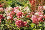Rispenhortensie PROVEN WINNERS ® 'Fire Light' - Hydrangea paniculata PROVEN WINNERS ® 'Fire Light'
